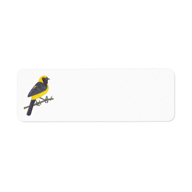 HOODED ORIOLE  (Vorne)