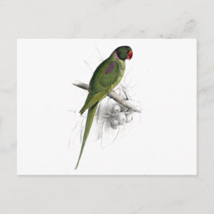 Hooded Parrakeet von Edward Lear Postkarte
