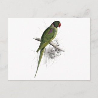 Hooded Parrakeet von Edward Lear Postkarte