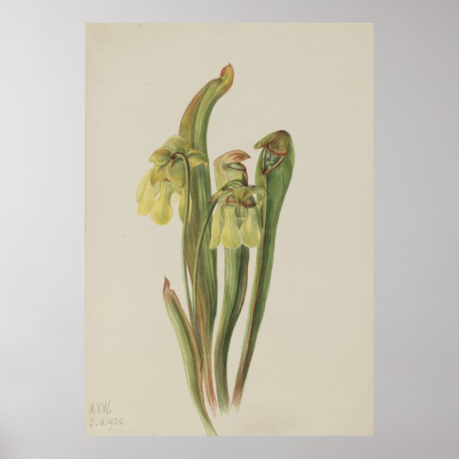 Hooded Pitcherpflanze (Sarracenia minor) Poster (Vorne)