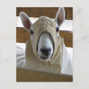 Hooded Sheep 1 Postkarte