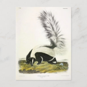 Hooded Skunk oder Großschwanzkunk aus Audubon Postkarte