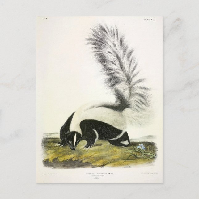 Hooded Skunk oder Großschwanzkunk aus Audubon Postkarte (Vorderseite)