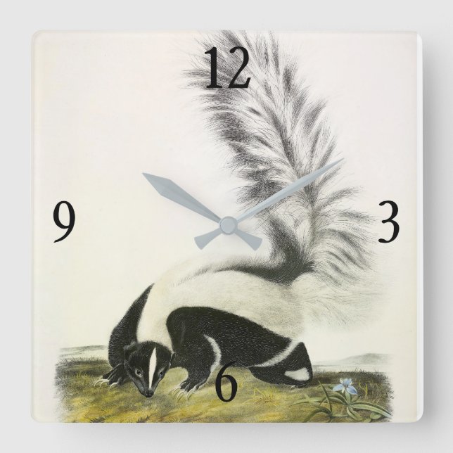 Hooded Skunk oder Großschwanzkunk aus Audubon Quadratische Wanduhr (Vorderseite)