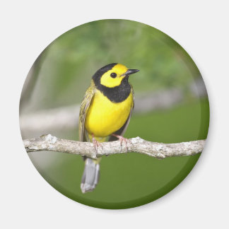 Hooded Warbler Magnet