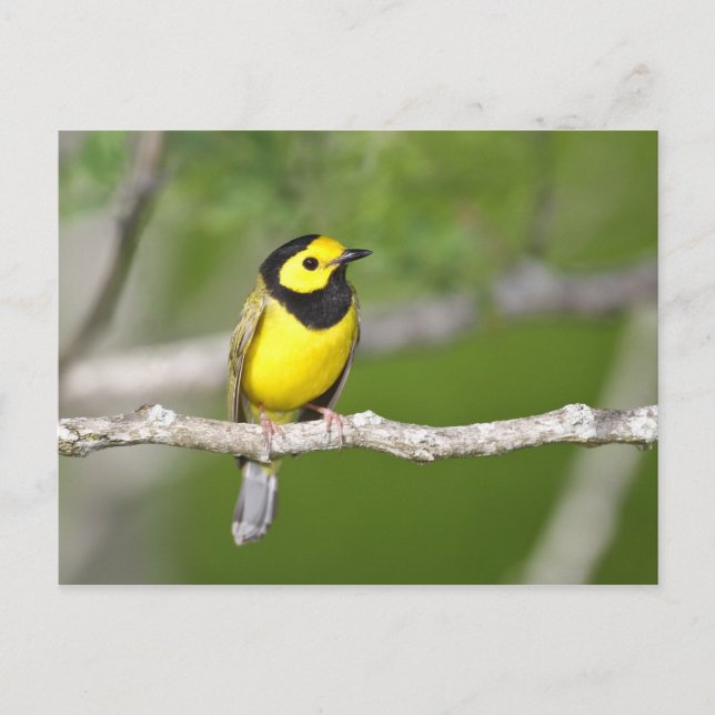 Hooded Warbler Postkarte (Vorderseite)
