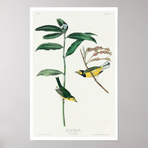 Hooded Warbler von Audubon Poster