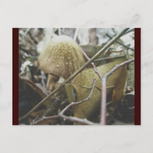 Hoodie Mushroom Postcard Postkarte
