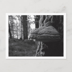 Hoof Fungus Postcard Postkarte