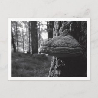 Hoof Fungus Postcard Postkarte
