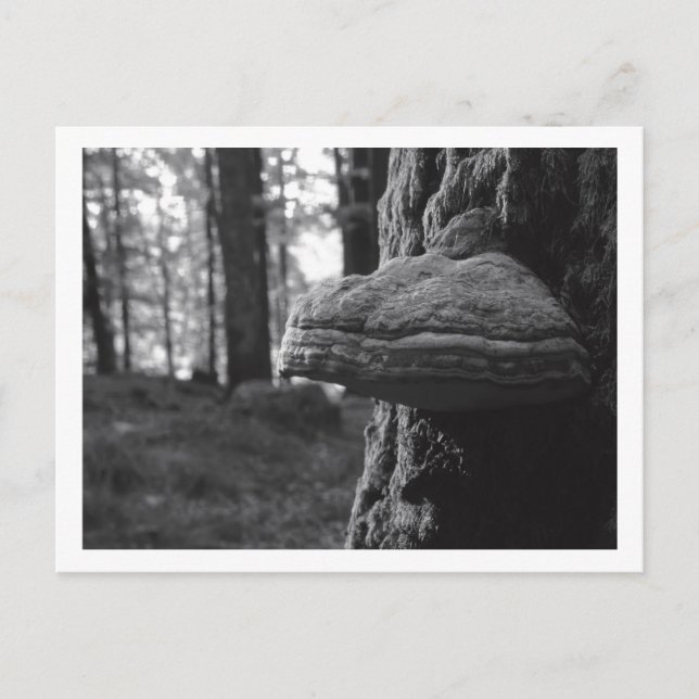 Hoof Fungus Postcard Postkarte (Vorderseite)