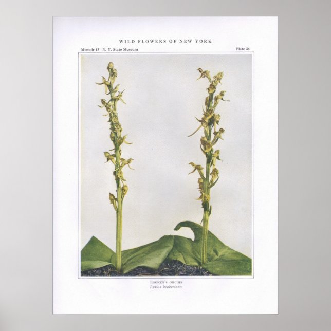 Hooker's Orchis - Lysias hookeriana Poster (Vorne)