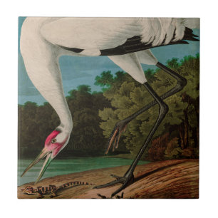 Hooping Crane Birds of America Audubon Print Fliese