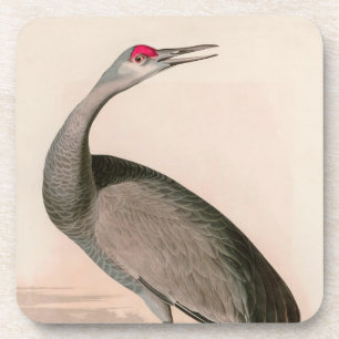 Hooping Crane Birds of America Audubon Print Getränkeuntersetzer