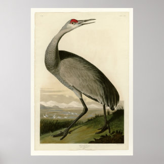 Hooping Crane Poster