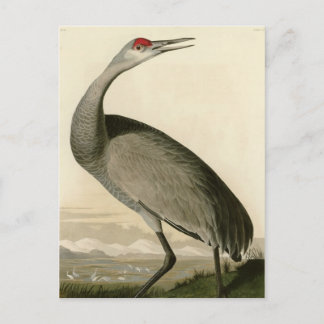 Hooping Crane Postkarte