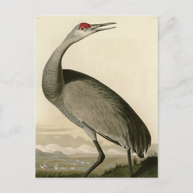 Hooping Crane Postkarte (Vorderseite)
