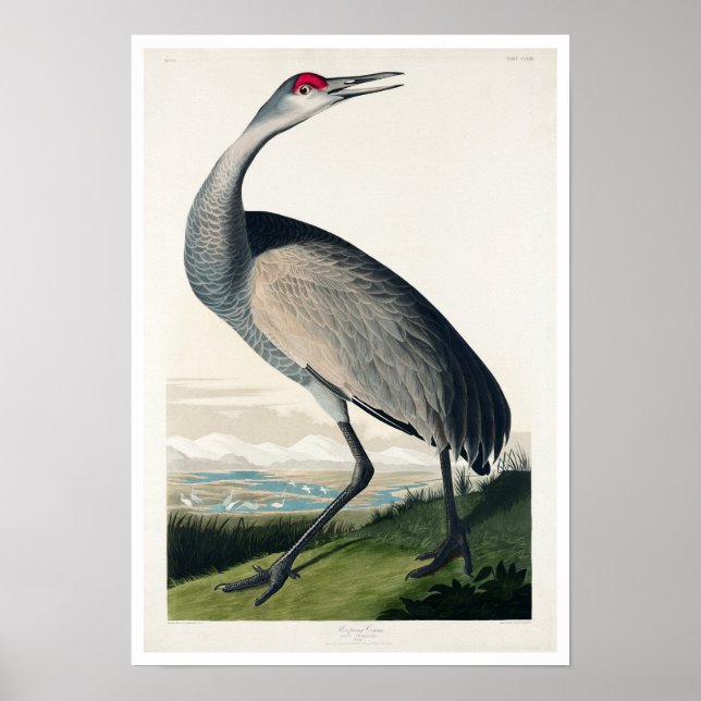 Hooping Crane von Audubon Poster (Vorne)