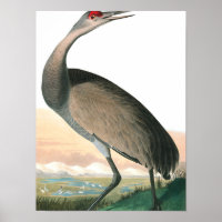 Hooping Crane von John James Audubon