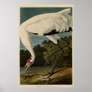 Hooping (Whooping) Kranich, Audubon Birds of Ameri Poster