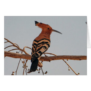 Hoopoe