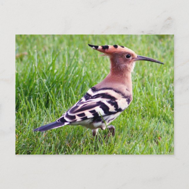 Hoopoe Card Postkarte (Vorderseite)
