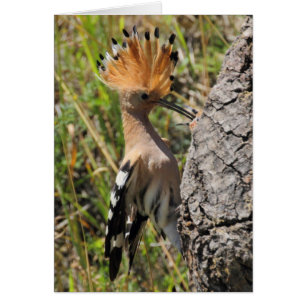 Hoopoe Fütternd Nestling