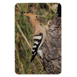 Hoopoe Fütternd Nestling Magnet