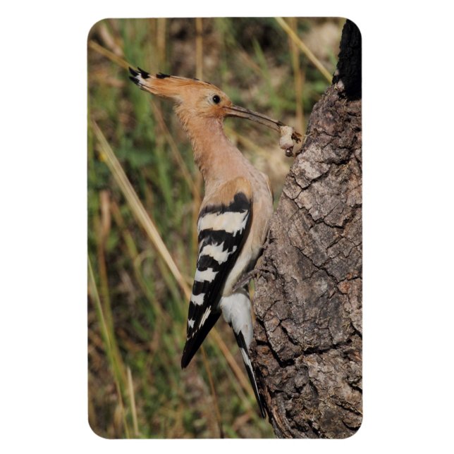 Hoopoe Fütternd Nestling Magnet (Vertikal)