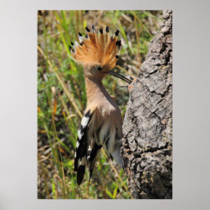 Hoopoe Fütternd Nestling Poster
