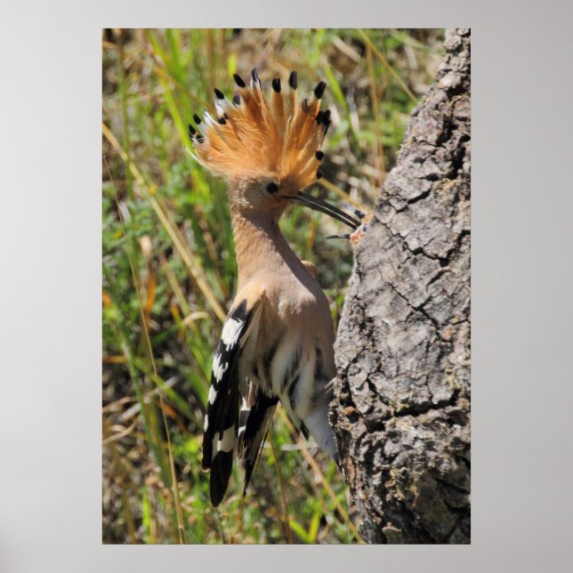 Hoopoe Fütternd Nestling Poster (Vorne)