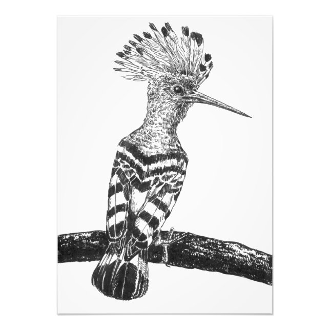 Hoopoe zeichnend fotodruck (Vorne)