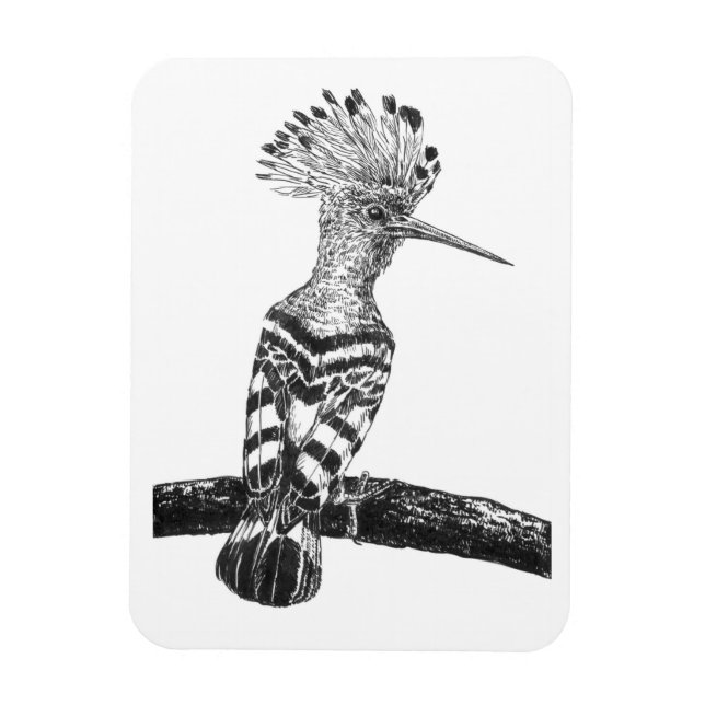 Hoopoe zeichnend magnet (Vertikal)