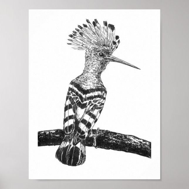 Hoopoe zeichnend poster (Vorne)