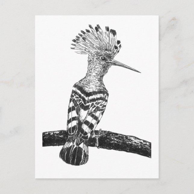 Hoopoe zeichnend postkarte (Vorderseite)