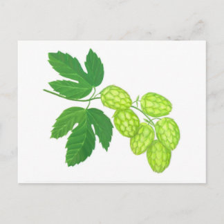 Hop-Blume Postkarte