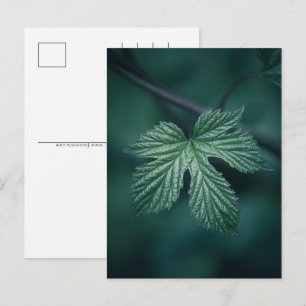 Hop Humulus Leaf Nature Foto Feiertagspostkarte