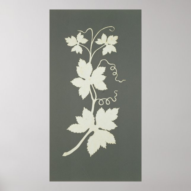 Hop Pflanze Poster (Vorne)