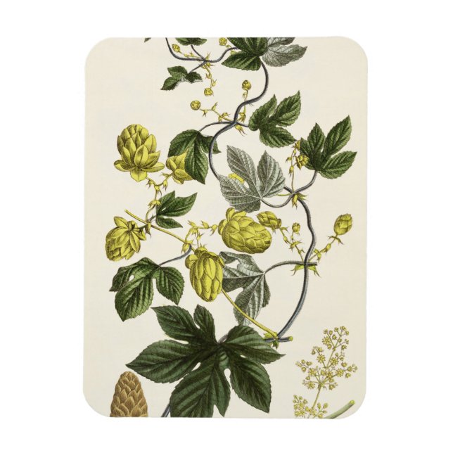 Hop Vine, von "The Young Landsman", veröffentlicht Magnet (Vertikal)