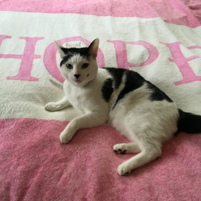 Hope Kitty Personalisiert Fleecedecke (Von Creator hochgeladen)