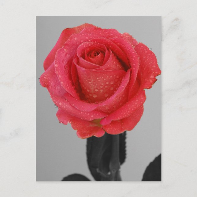 Hope Rose Postkarte (Vorderseite)