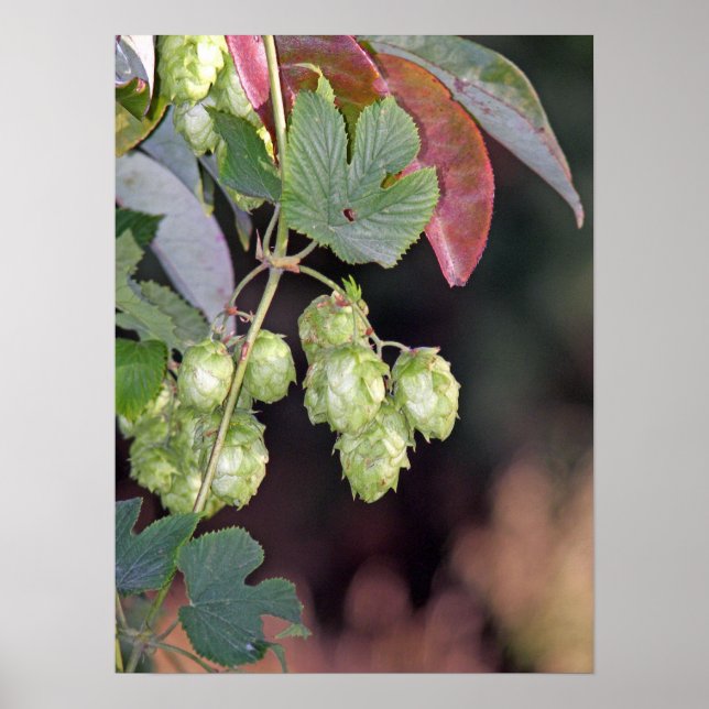 Hopfen Poster (Vorne)