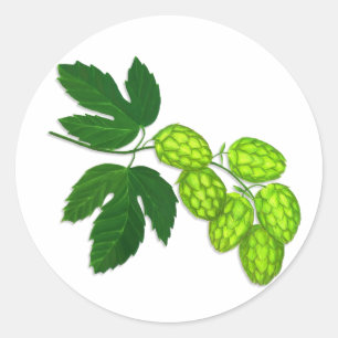 HopfenBlumen-botanische Kunst-Aufkleber Runder Aufkleber