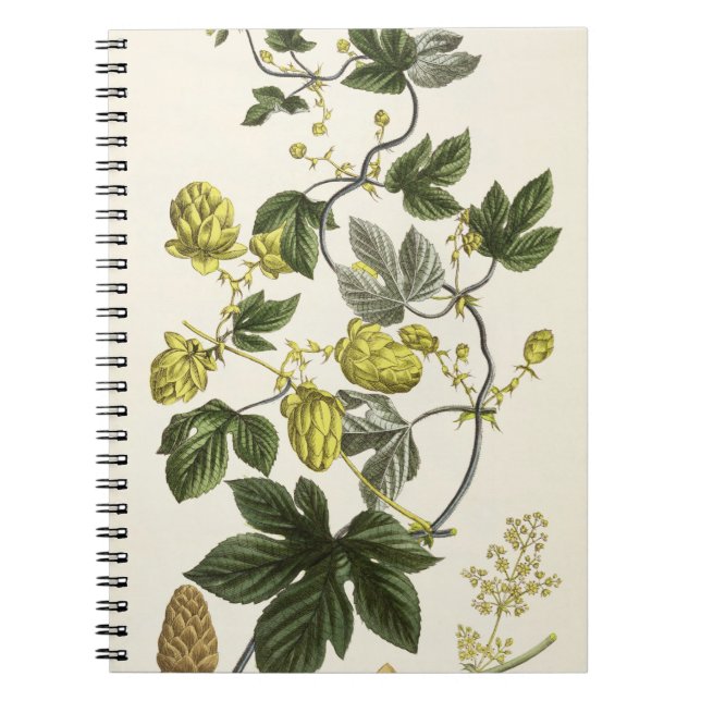 Hopfenrebe, "vom jungen Landsman", veröffentlicht Notizblock (Vorderseite)