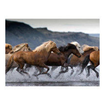 Horde Pferde, Papier Poster
