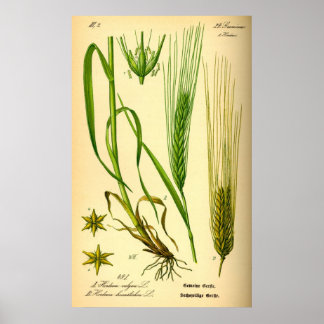 Hordeum Vulgare Barley Grass Poster