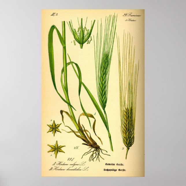 Hordeum Vulgare Barley Grass Poster (Vorne)