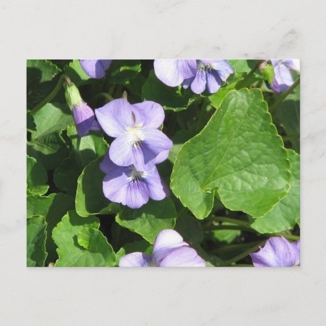 Horizontale Postkarte - Maßgeschneiderte (Vorderseite)