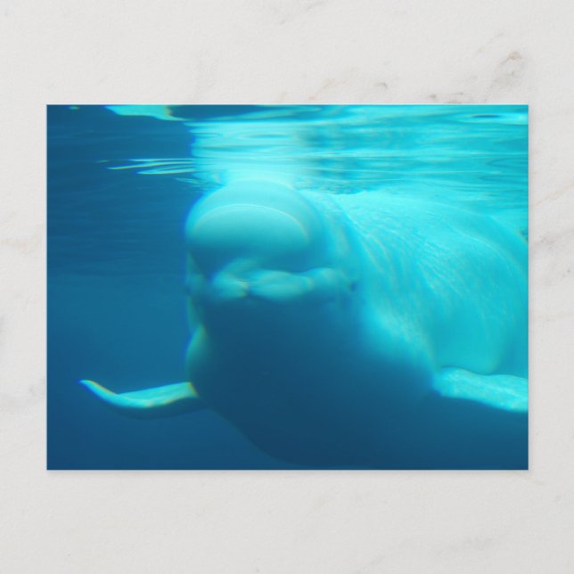 Horizontale Postkarte - Maßgeschneiderte (Vorderseite)