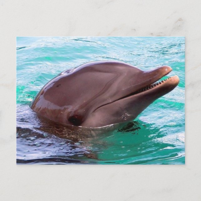 Horizontale Postkarte - Maßgeschneiderte (Vorderseite)